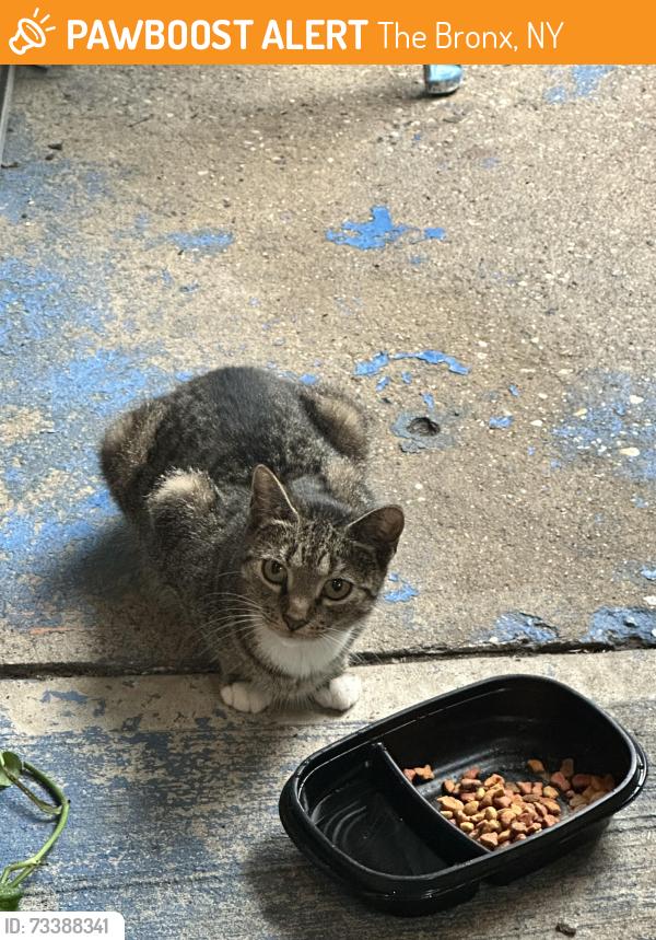 Found/Stray Female Cat last seen White plains rd, The Bronx, NY 10466