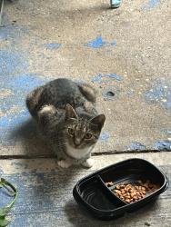 Found/Stray Female Cat last seen White plains rd, The Bronx, NY 10466
