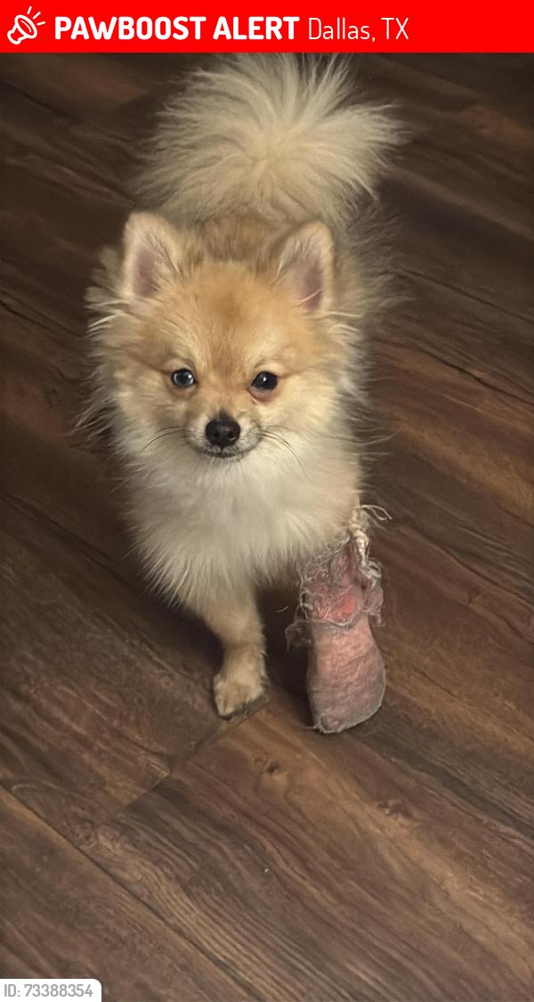 Lost Female Dog last seen Near Spring Valley Rd Dallas, TX 75254 United States, Dallas, TX 75254