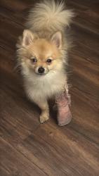 Lost Female Dog last seen Near Spring Valley Rd Dallas, TX 75254 United States, Dallas, TX 75254