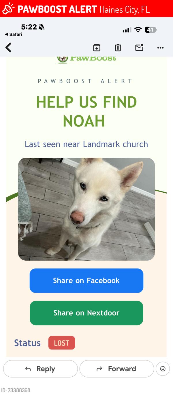 Lost Male Dog last seen 30th street, Haines City, FL 33844
