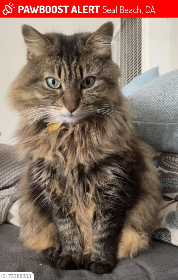Lost Female Cat last seen Avalon drive & Catalina Ave, seal beach, Seal Beach, CA 90740