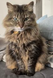 Lost Female Cat last seen Avalon drive & Catalina Ave, seal beach, Seal Beach, CA 90740