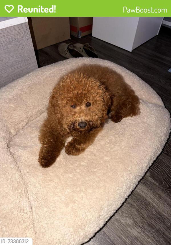 Reunited Male Dog last seen Murphy Ave, Irvine, CA 92614
