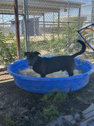 Shelter Stray Male Dog last seen Near BLOCK BALDWIN RD, BAKERSFIELD CA 93304, 3951 Fruitvale Ave, Bakersfield, CA 93308, USA
