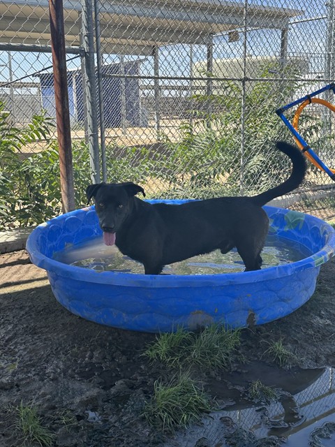 Shelter Stray Male Dog last seen Near BLOCK BALDWIN RD, BAKERSFIELD CA 93304, 3951 Fruitvale Ave, Bakersfield, CA 93308, USA