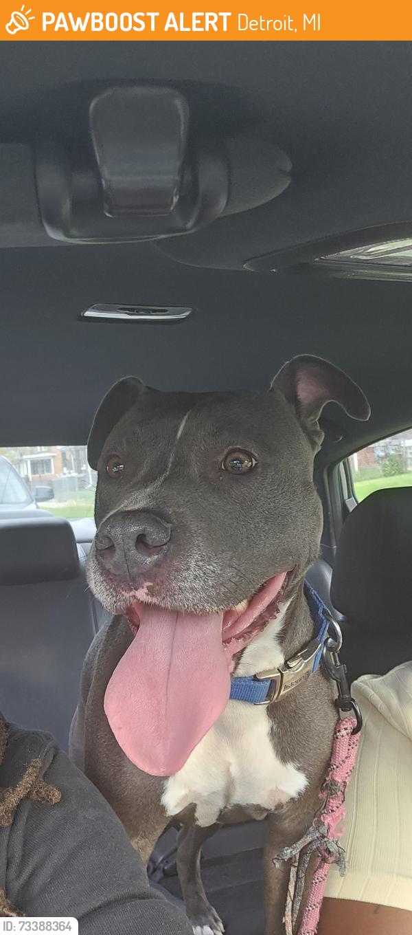 Found/Stray Female Dog last seen Oakland and Hague, Detroit, MI 48211