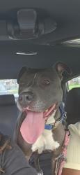 Found/Stray Female Dog last seen Oakland and Hague, Detroit, MI 48211