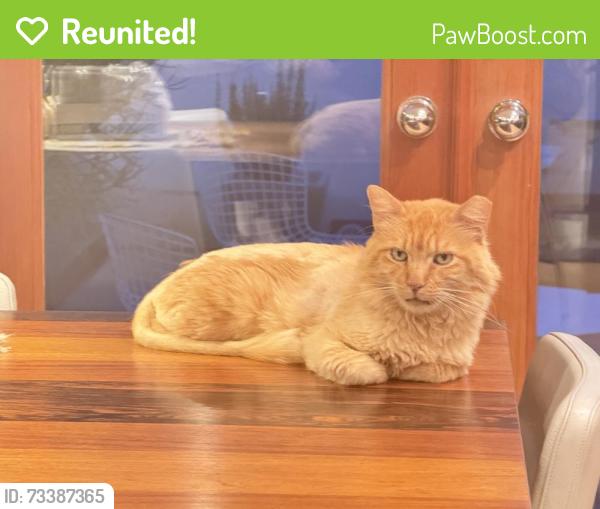 Reunited Male Cat last seen brentwood glen, Los Angeles, CA 90049