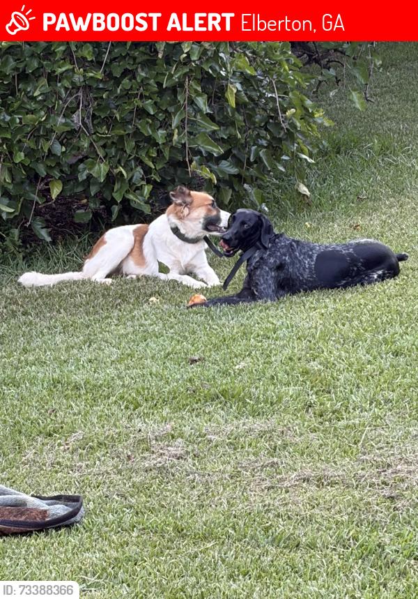 Lost Male Dog last seen Sweet city road, Elberton, GA 30635