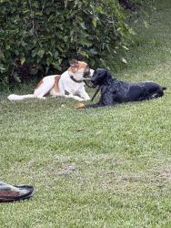 Lost Male Dog last seen Sweet city road, Elberton, GA 30635