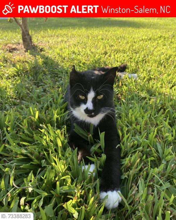 Lost Male Cat last seen Autum oaks dr Winston Salem, Winston-Salem, NC 27107