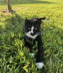 Lost Male Cat last seen Autum oaks dr Winston Salem, Winston-Salem, NC 27107