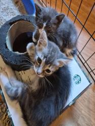 Shelter Stray Female Cat last seen FREEPORT BLVD & MEADOWVIEW RD, 2127 Front St, Sacramento, CA 95818, USA