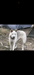 Lost Unknown Dog last seen County Road 123, Hartford, AL 36344