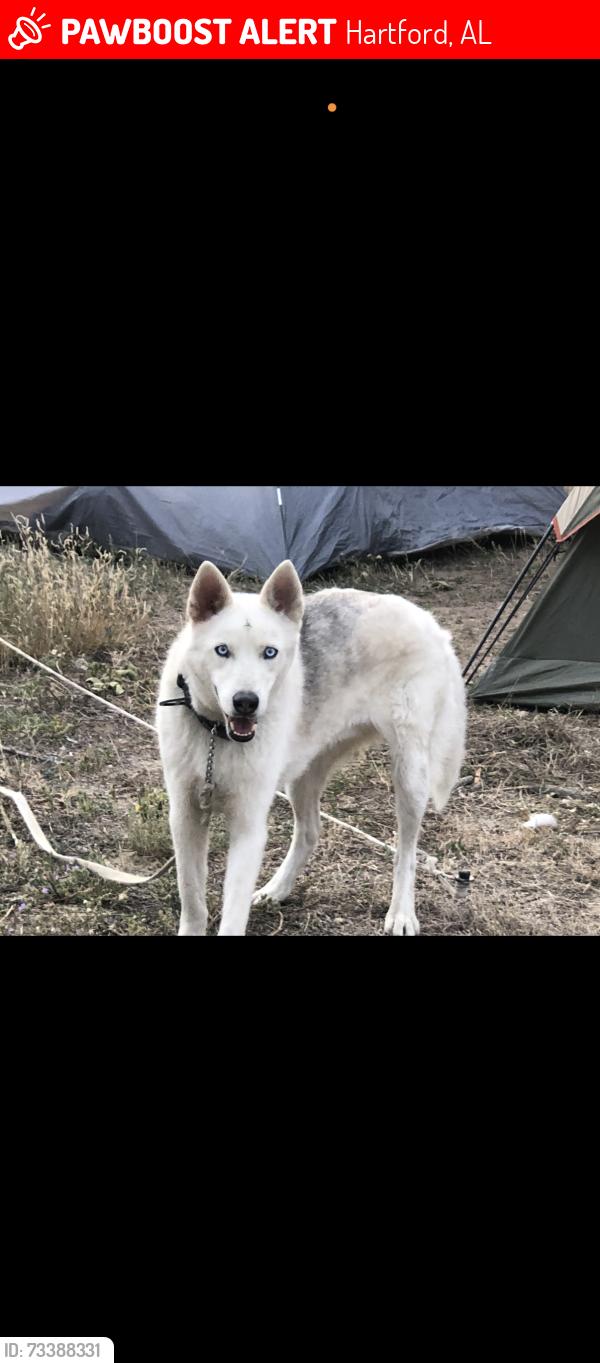 Lost Unknown Dog last seen County Road 123, Hartford, AL 36344