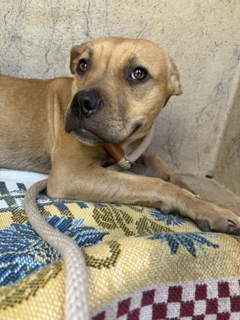 Shelter Stray Unknown Dog last seen CZECH HALL @ RENO, 2811 SE 29th St, Oklahoma City, OK 73129, USA