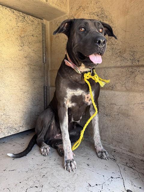 Shelter Stray Unknown Dog last seen Near BLOCK W I-240 SERVICE RD, 2811 SE 29th St, Oklahoma City, OK 73129, USA