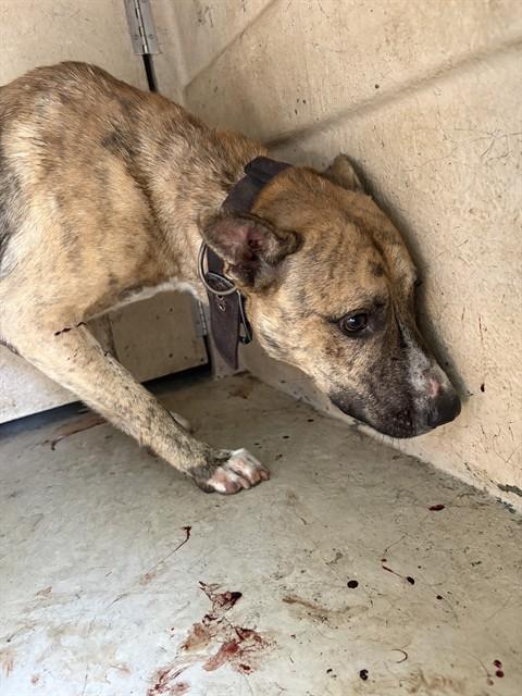 Shelter Stray Unknown Dog last seen Near BLOCK NW 20TH ST, OKLAHOMA CITY OK 73107, 2811 SE 29th St, Oklahoma City, OK 73129, USA