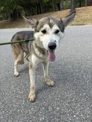 Shelter Stray Unknown Dog last seen Near BLOCK SE 73RD ST, OKLAHOMA CITY OK 73150, 2811 SE 29th St, Oklahoma City, OK 73129, USA