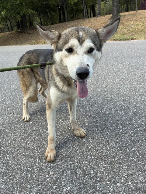 Shelter Stray Unknown Dog last seen Near BLOCK SE 73RD ST, OKLAHOMA CITY OK 73150, 2811 SE 29th St, Oklahoma City, OK 73129, USA