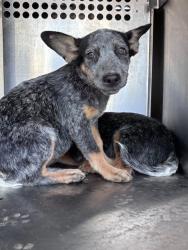 Shelter Stray Unknown Dog last seen Near BLOCK PATERSON AVE, 2811 SE 29th St, Oklahoma City, OK 73129, USA