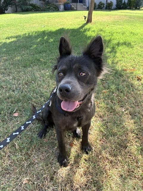 Shelter Stray Unknown Dog last seen Near BLOCK NW 46TH ST, OKLAHOMA CITY OK 73118, 2811 SE 29th St, Oklahoma City, OK 73129, USA