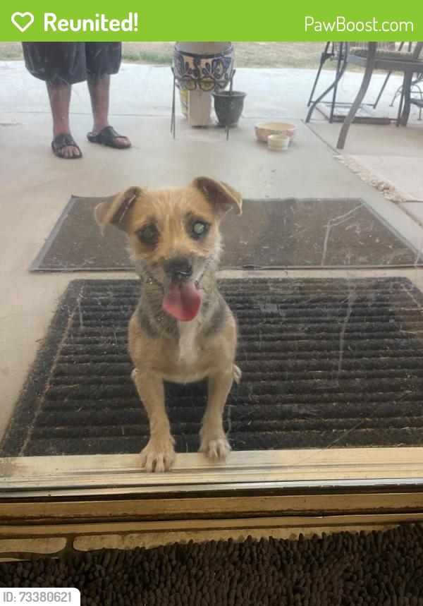 Reunited Female Dog last seen Raysak and East Avenue J12, Lancaster, CA 93535