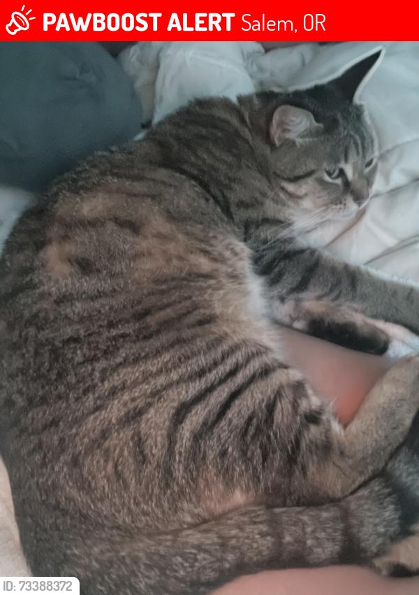 Lost Female Cat last seen Onyx and Orchard Heights in West Salem, Salem, OR 97304