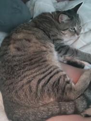 Lost Female Cat last seen Onyx and Orchard Heights in West Salem, Salem, OR 97304