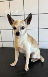Shelter Stray Male Dog last seen , 11258 Garfield Ave, Downey, CA 90242, USA