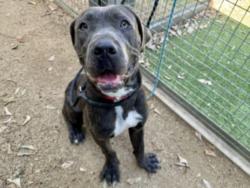 Shelter Stray Male Dog last seen , 14409 Vanowen St, Van Nuys, CA 91405, USA