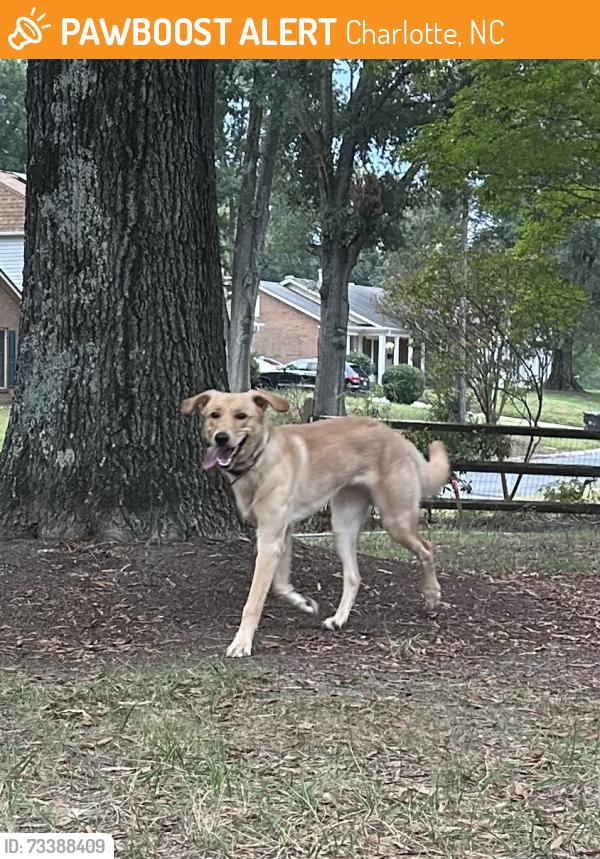 Found/Stray Male Dog last seen Covecreek, Charlotte, NC 28215
