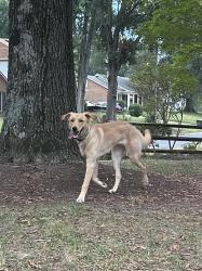 Found/Stray Male Dog last seen Covecreek, Charlotte, NC 28215