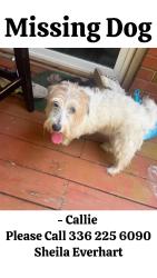 Lost Female Dog last seen New Jersey church rd and nc hwy 47, Lexington, NC 27292