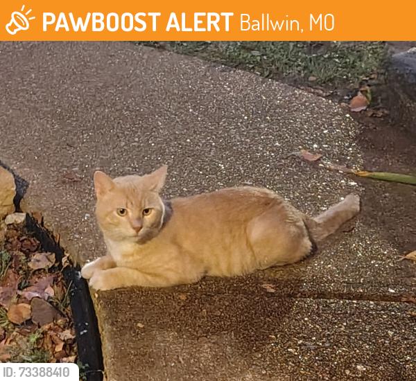 Found/Stray Unknown Cat last seen New Ballwin and Westglen Village Dr, Ballwin, MO 63021