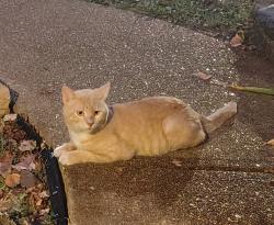 Found/Stray Unknown Cat last seen New Ballwin and Westglen Village Dr, Ballwin, MO 63021