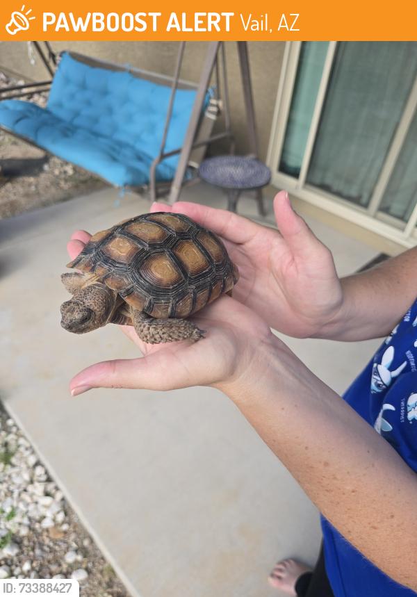 Found/Stray Unknown Reptile last seen Rincon Knolls Loop and Mary Ann Cleveland, Vail, AZ 85641