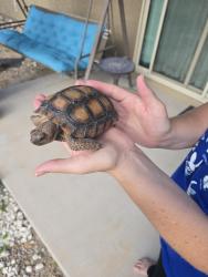 Found/Stray Unknown Reptile last seen Rincon Knolls Loop and Mary Ann Cleveland, Vail, AZ 85641