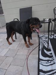 Found/Stray Female Dog last seen 54th street and 3rd ave n. St. Pete 33710, St. Petersburg, FL 33710