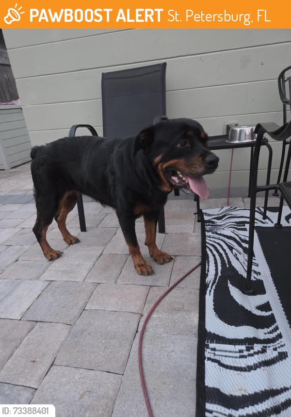 Found/Stray Female Dog last seen 54th street and 3rd ave n. St. Pete 33710, St. Petersburg, FL 33710