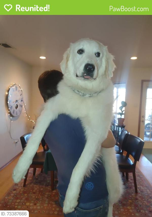 Reunited Male Dog last seen 1187east and Ben day Murrin rd, Fort Worth, TX 76126