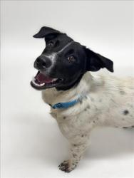 Shelter Stray Male Dog last seen GARIN PARK, 16 Barnes Ct, Hayward, CA 94544, USA