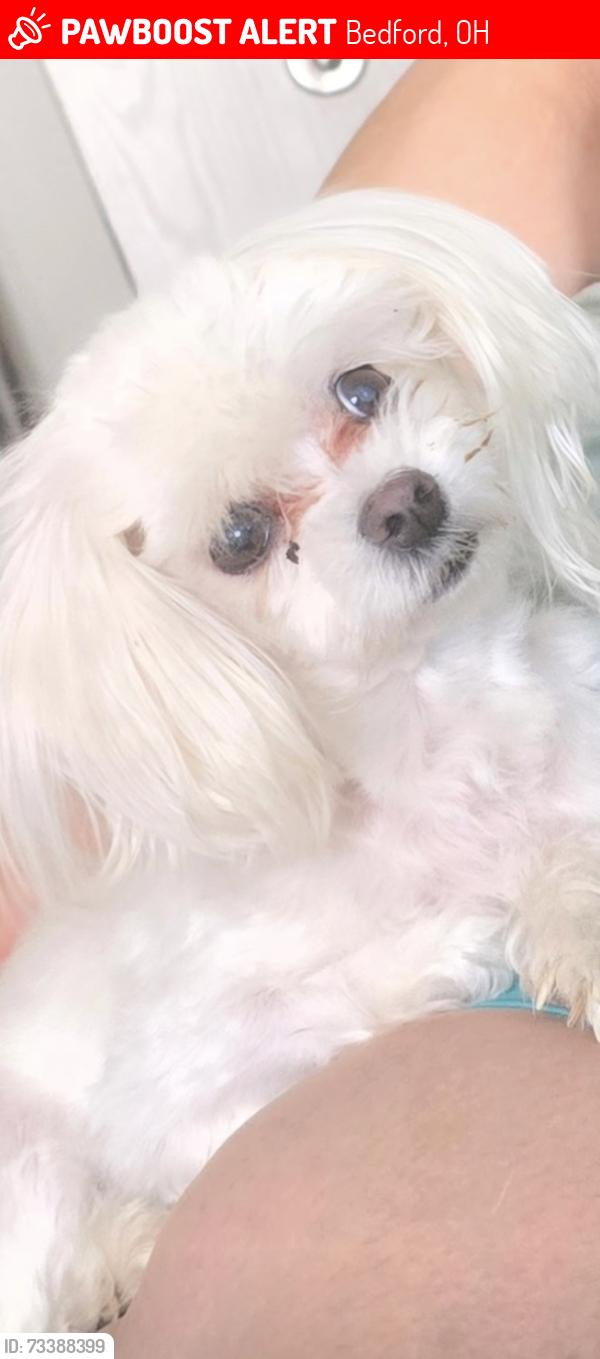 Lost Female Dog last seen Lee road south, Bedford, OH 44137