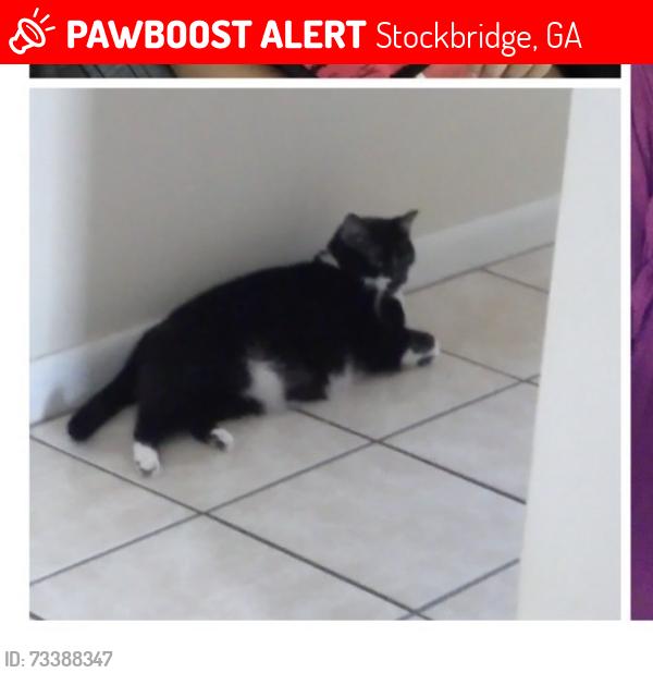Lost Female Cat last seen Publix, Stockbridge, GA 30281