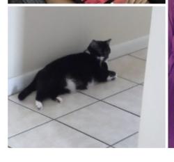 Lost Female Cat last seen Publix, Stockbridge, GA 30281