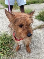 Lost Male Dog last seen W.chicago and greenfield, Detroit, MI 48227