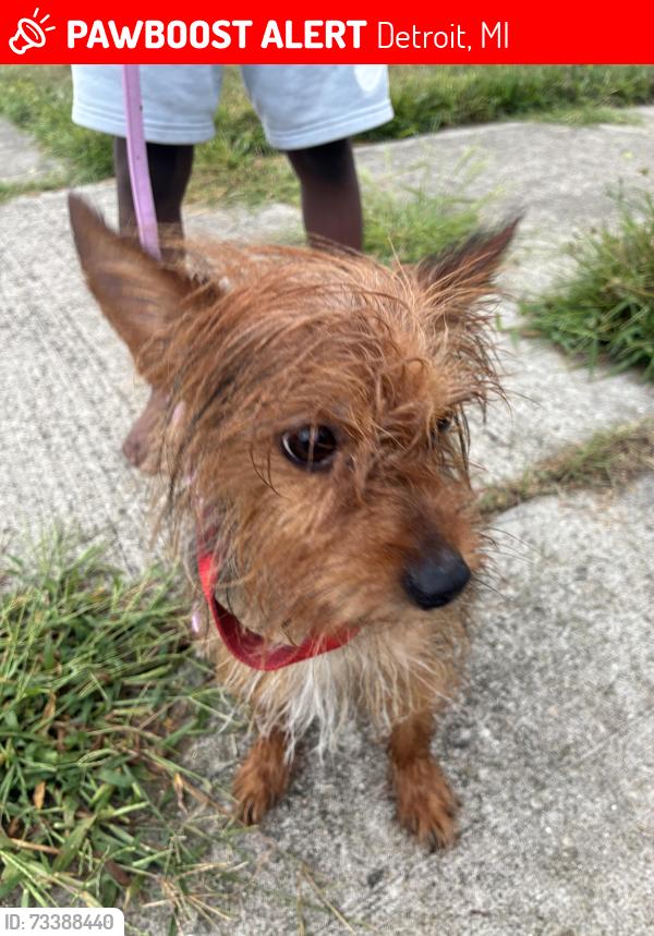 Lost Male Dog last seen W.chicago and greenfield, Detroit, MI 48227