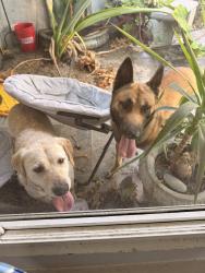 Found/Stray Male Dog last seen Manzanita, Hacienda Heights, CA 91745
