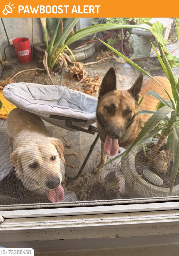 Found/Stray Male Dog last seen Manzanita, Hacienda Heights, CA 91745